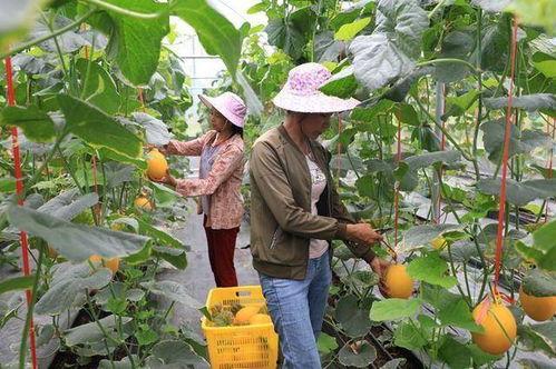 成县的网红瓜在哪里吃,品味当地特色美食之旅