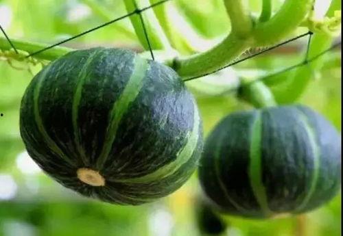 21年网红吃瓜事件,揭秘网络舆论背后的真相与争议