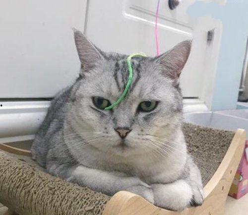 抖音网红吃瓜健身小猫,吃瓜健身两不误，萌态可掬引关注