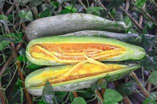 甘谷网红吃瓜,揭秘当地美食背后的故事